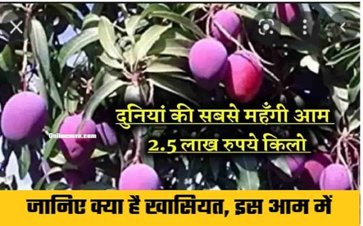 Duniya Ka Sabse Mahanga Aam 25 Lakh Rupye Kg Jane Es Aam ki Khasiyat