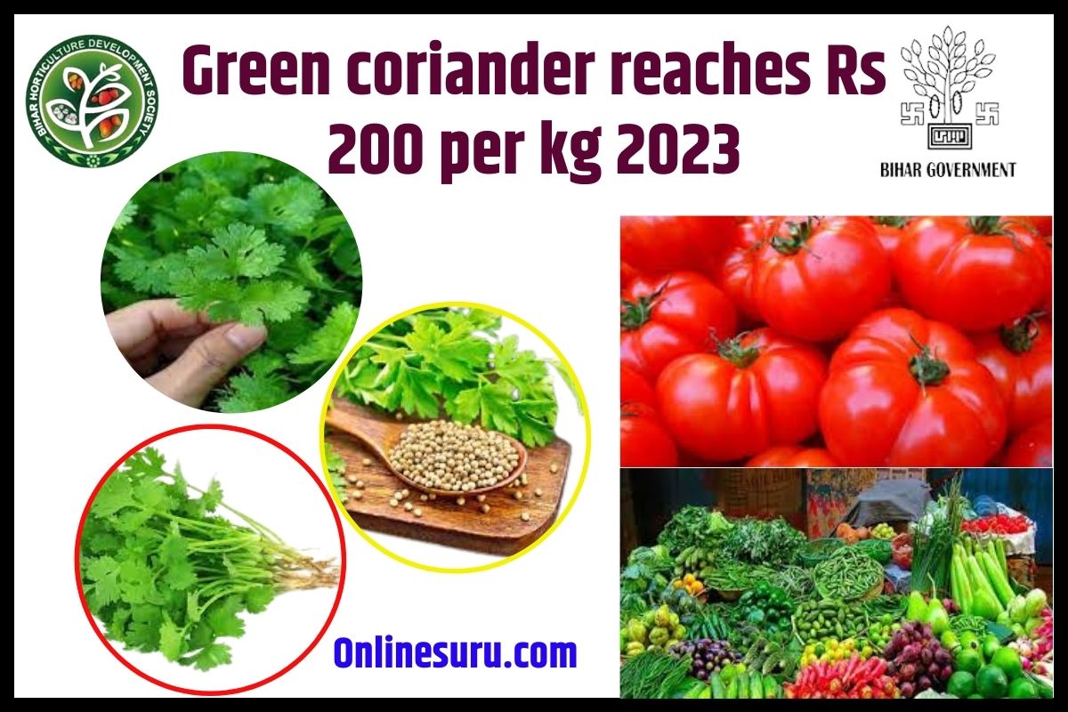 Green coriander reaches Rs 200 per kg 2023: सब्जियों की कीमत, टमाटर से भी महंगी हुई ये सब्जियों! 3 Green coriander reaches Rs 200 per kg