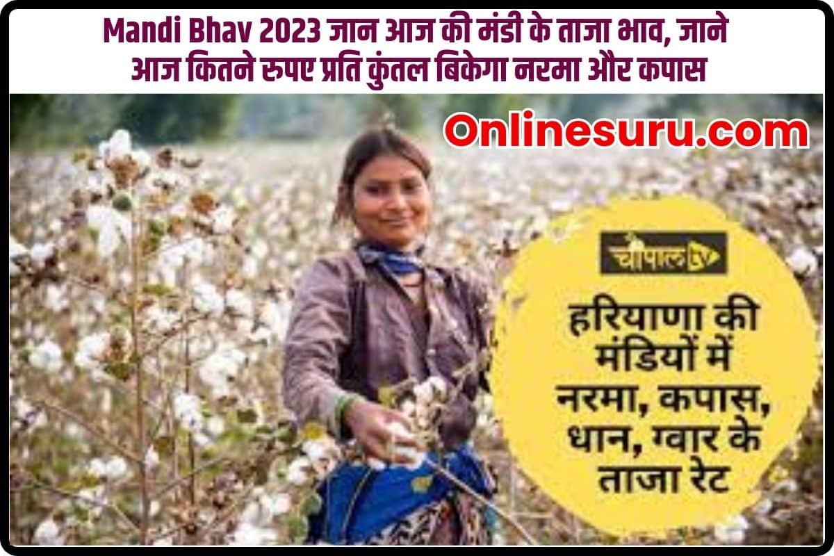 Mandi Bhav Soft and cotton 2023: जान आज की मंडी के ताजा भाव, जाने आज कितने रुपए प्रति कुंतल बिकेगा नरमा Full Information और कपास 3 Mandi Bhav Soft and cotton