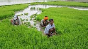 15th Installment of PM Kisan Yojana 2023: किसानो के लिए बड़ी खबर अगर 2000 रूपए नहीं आए तो जल्दी करें ये काम तुरंत मिलेगा पैसा Full Information 5 PM किसान सम्मान निधि पर बड़ी खबर