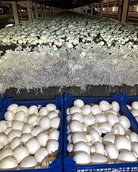 Mushroom Farming Business 2024: फ़ोन में टाइम पास करने से अच्छा इस बिज़नेस से 60 हजार महीना कमाओं Full Information 4 Mushroom Farming Business