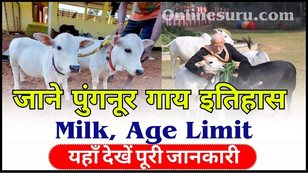 Punganur Cow 2024: पुंगनूर गाय कहां से खरीदें – पुंगनूर गाय इतिहास, Milk, Age Limit, Price and How to Buy 3 Punganur Cow