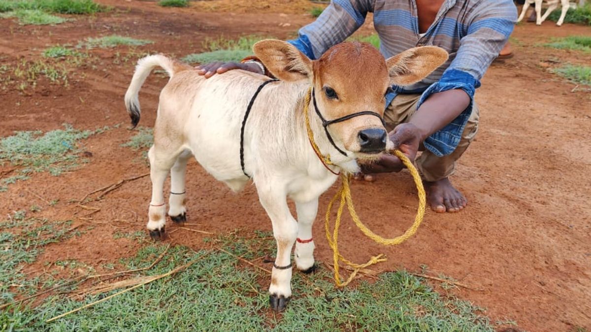 Punganur Cow 2024: पुंगनूर गाय कहां से खरीदें – पुंगनूर गाय इतिहास, Milk, Age Limit, Price and How to Buy 4 Punganur Cow