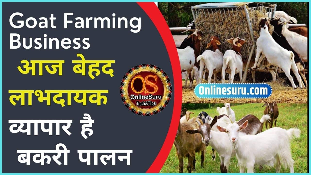 Goat Farming Business 2024: आज बेहद लाभदायक व्यापार है बकरी पालन Full Information 3 Goat Farming Business