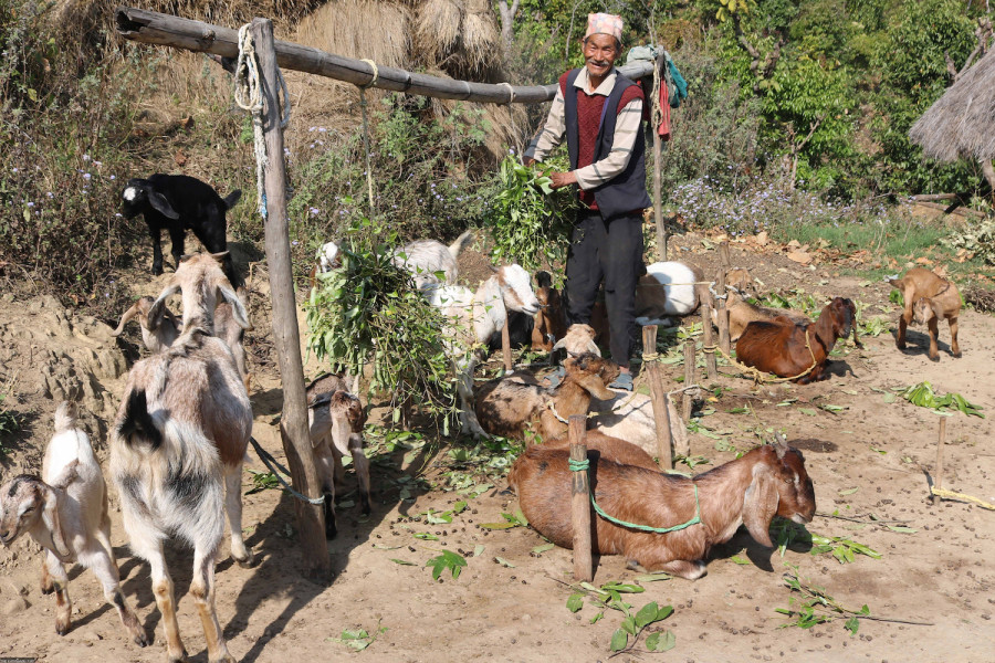 Goat Farming Business 2024: आज बेहद लाभदायक व्यापार है बकरी पालन Full Information 5 Goat Farming Business