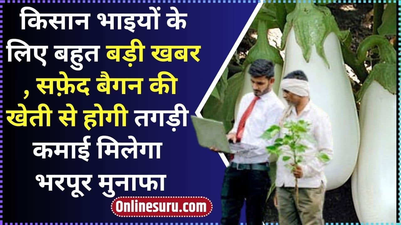 Baigan Ki Kheti Se Kitna Munafa Kamaya 2024: किसान भाइयों के लिए बहुत बड़ी खबर , सफ़ेद बैगन की खेती से होगी तगड़ी कमाई मिलेगा भरपूर मुनाफा Full Information 3 Baigan Ki Kheti Se Kitna Munafa Kamaya